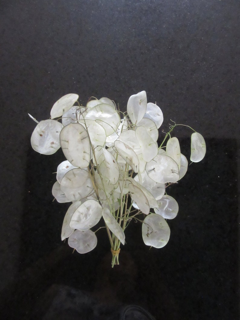10 Dried Lunaria Biennis silver dollar money plant flower