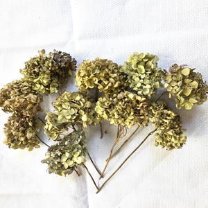 5/10 Air dried Mophead hydrangea flower stems
