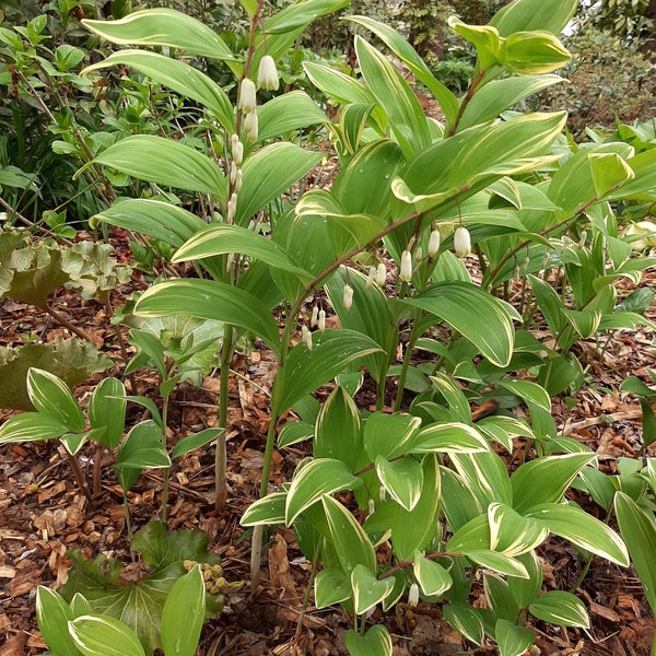 5 Polygonatum Odoratum ‘Variegatum’, Solomon's Seal Plants