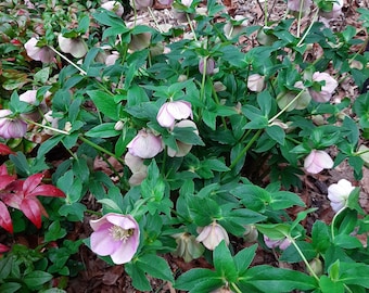 1 Year Old Lenten Rose Seedlings - Mixed Color
