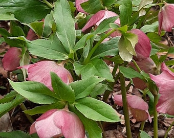 Two Years Old Lenten Rose Plants - Mixed Color