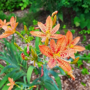 May include: Close-up of orange and red spotted flowers with yellow centers. The flowers have six petals and are in full bloom. Green leaves and stems are visible, with a blurred green background.