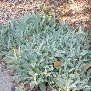 10 Stachys Byzantina, Lamb’s Ear Plants