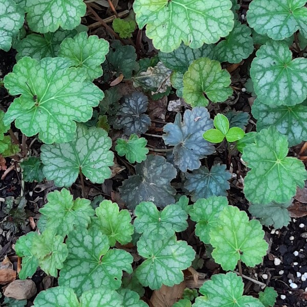 5 Heuchera, Coral Bell "Dale's Stain" Starter Plants