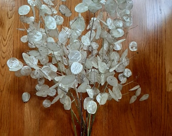 Ten 22" Dried Lunaria Biennis, silver dollar, money plant flower seedpod stems