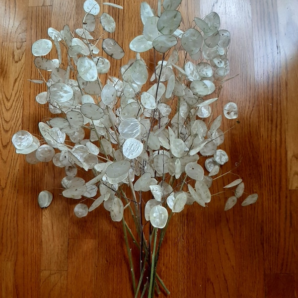 Ten 22" Dried Lunaria Biennis, silver dollar, money plant flower seedpod stems