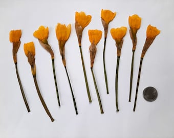 10 Real Pressed Dried Yellow Daffodil Flowers