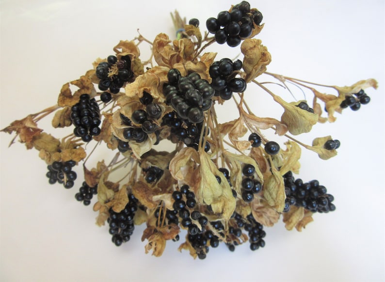 10 Dried Blackberry Lily Seed Stems Etsy