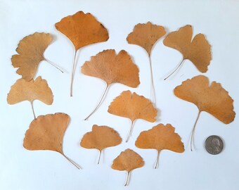 12 Pressed Dried Ginkgo Leaves