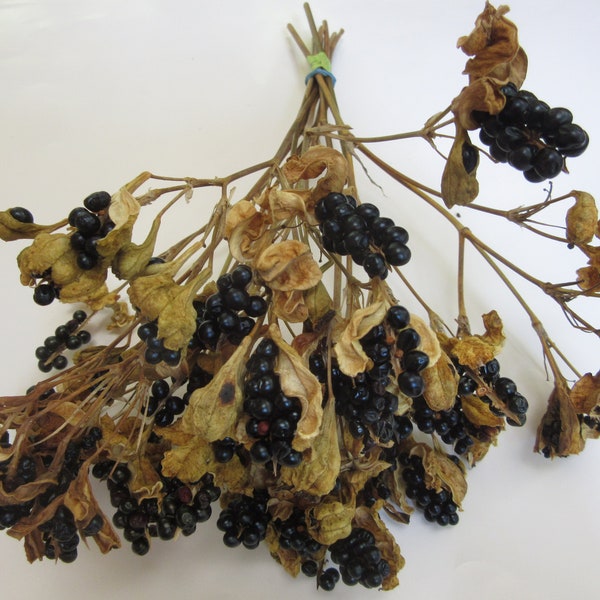 10 Dried Blackberry Lily Seed Stems