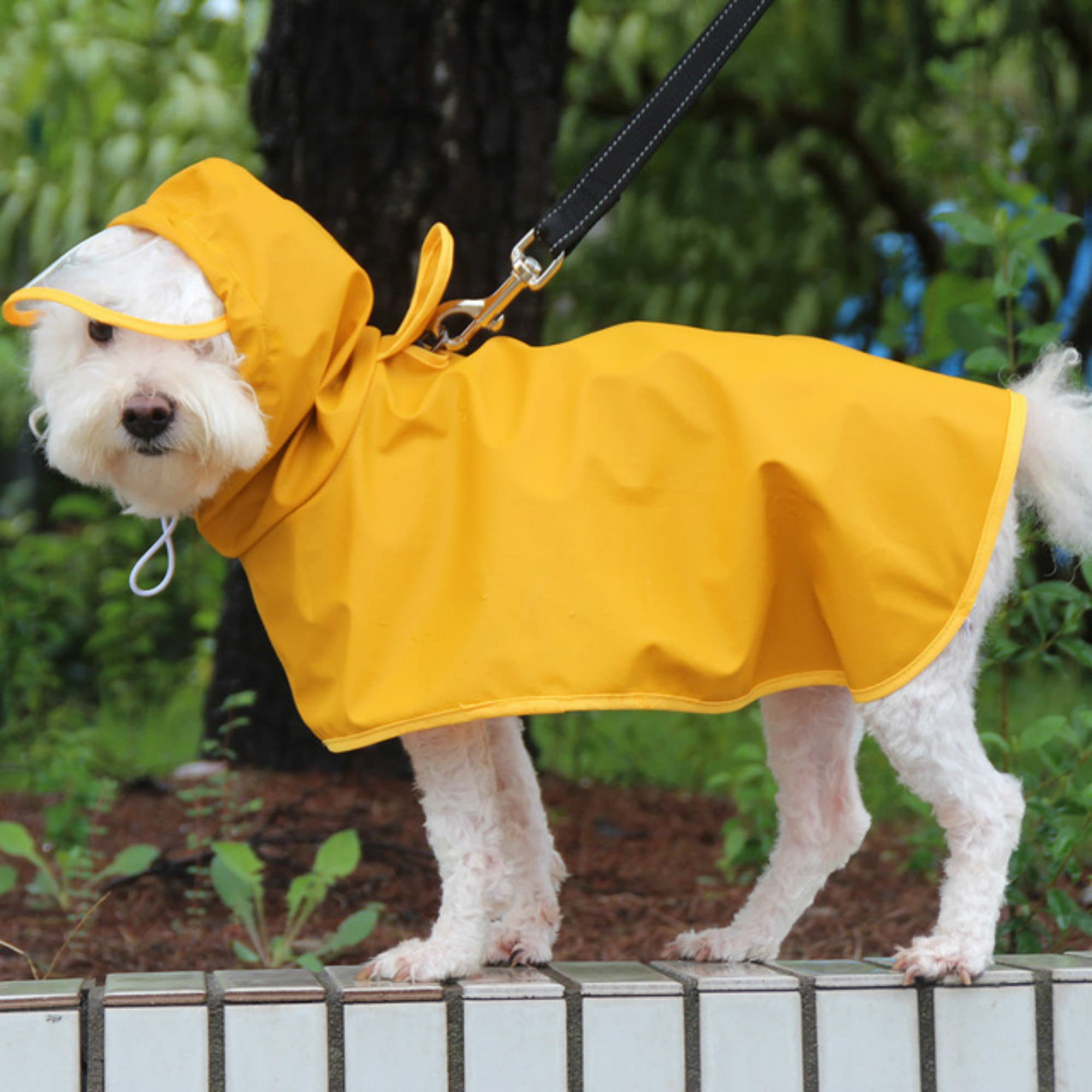 Best Rain Coat For Dogs at Dorothy Earl blog