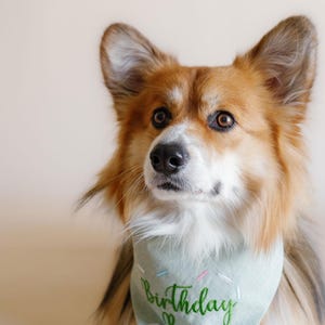 birthday bandana for dog