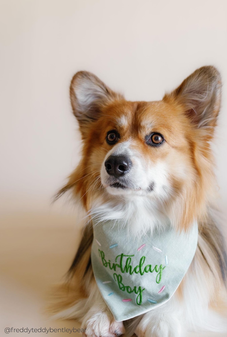birthday bandana for dog