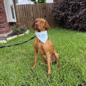 May include: A medium-sized brown dog with short fur sitting on green grass. The dog is wearing a light blue triangular bandana around its neck with the text Birthday Boy embroidered in dark blue thread. A black leash is attached to the collar.