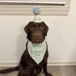 May include: A chocolate Labrador retriever wearing a light green triangular bandana with the text Birthday Boy embroidered in dark thread and a matching party hat featuring a blue and white pom-pom and the name Frankie written on the side.