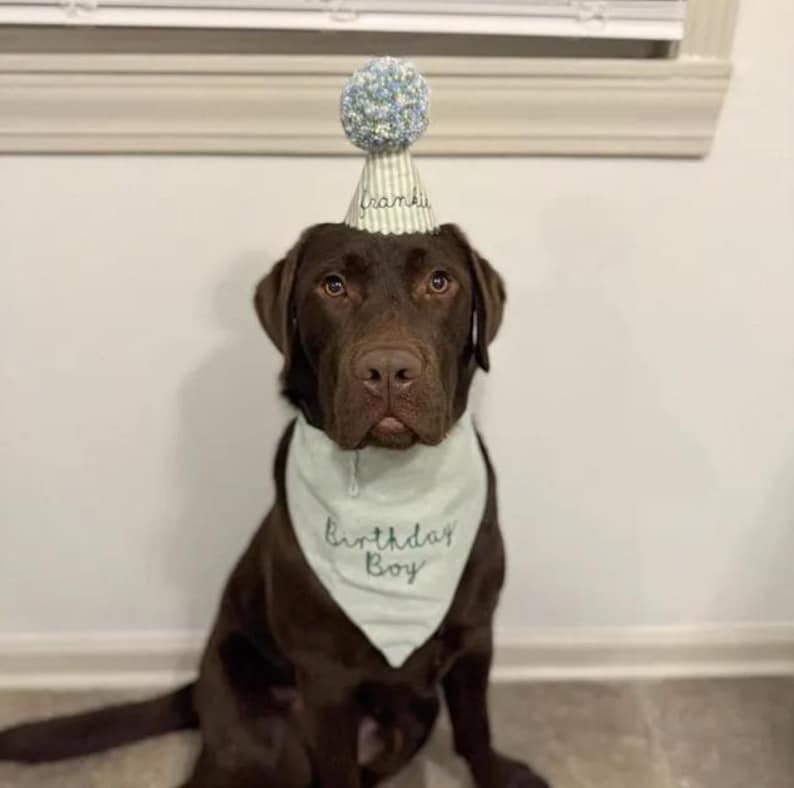 May include: A chocolate Labrador retriever wearing a light green triangular bandana with the text Birthday Boy embroidered in dark thread and a matching party hat featuring a blue and white pom-pom and the name Frankie written on the side.
