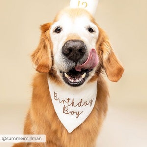 May include: A golden retriever wearing a white triangular bandana with the text Birthday Boy embroidered in brown thread. The dog also wears a white party hat featuring the number 12 in gold, with its tongue out licking its nose.