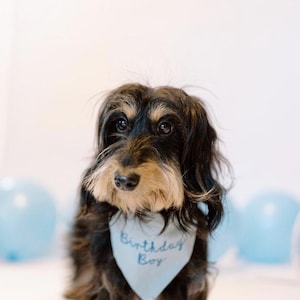 May include: A long-haired dachshund with black and tan fur wearing a light blue triangular bandana around its neck. The bandana features the text Birthday Boy embroidered in a darker blue thread, centered on the fabric.