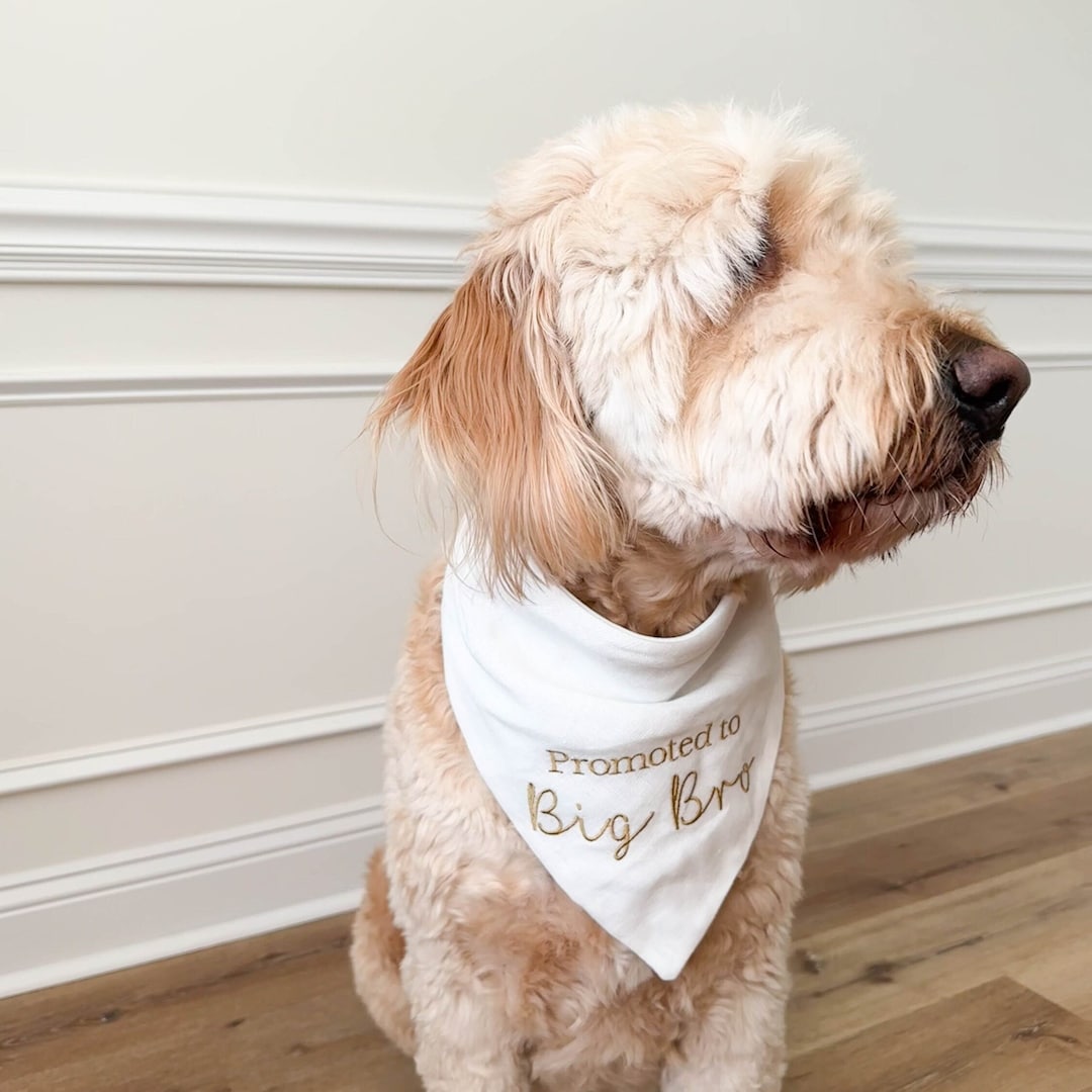 Big Brother Dog Bandana Promoted to Big Bro Custom Pregnancy — free download