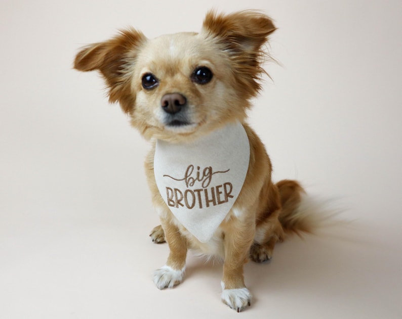 dog bandana - canoodle company