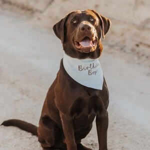 May include: A chocolate Labrador retriever sitting and wearing a light blue triangular pet bandana. The bandana features the text "Birthday Boy" embroidered in a dark brown script font. The dog has a smooth brown coat and is looking forward.