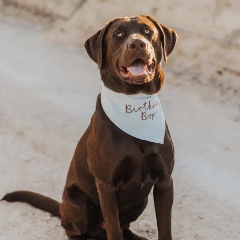 May include: A chocolate Labrador retriever sitting and wearing a light blue triangular pet bandana. The bandana features the text "Birthday Boy" embroidered in a dark brown script font. The dog has a smooth brown coat and is looking forward.