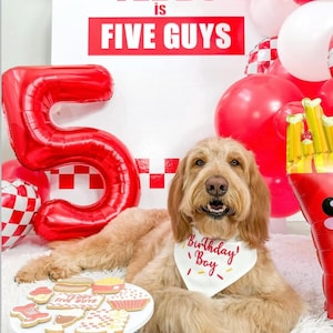 Puede incluir: Un perro golden doodle con un pa&ntilde;uelo "Birthday Boy", rodeado de globos rojos y un gran globo rojo con el n&uacute;mero "5". Un letrero dice "TEDDY is FIVE GUYS". Galletas decoradas sobre una peque&ntilde;a mesa blanca.