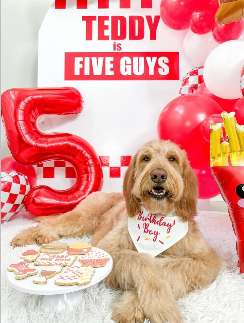 Puede incluir: Un perro golden doodle con un pa&ntilde;uelo "Birthday Boy", rodeado de globos rojos y un gran globo rojo con el n&uacute;mero "5". Un letrero dice "TEDDY is FIVE GUYS". Galletas decoradas sobre una peque&ntilde;a mesa blanca.