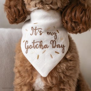 May include: A cream-colored triangular pet bandana featuring brown embroidered text that reads It's my Gotcha Day, accented with small gold embroidered dashes arranged in a circular pattern around the central lettering.