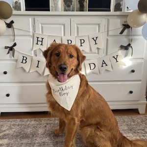 May include: A golden retriever dog wearing a cream-colored triangular bandana with the text Birthday Boy written in black script. Behind the dog is a white banner with black letters spelling out Happy Birthday, accented by brown and cream balloons.
