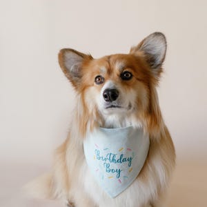 Puede incluir: Un perro Corgi esponjoso, marr&oacute;n claro y blanco, con un pa&ntilde;uelo azul claro. El pa&ntilde;uelo tiene las palabras "Birthday Boy" bordadas en escritura azul con chispas de colores. El perro est&aacute; sentado y mirando hacia adelante.