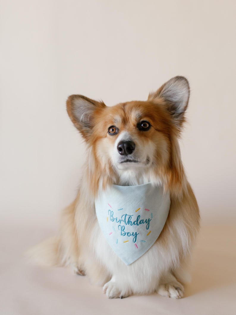 Puede incluir: Un perro Corgi esponjoso, marr&oacute;n claro y blanco, con un pa&ntilde;uelo azul claro. El pa&ntilde;uelo tiene las palabras "Birthday Boy" bordadas en escritura azul con chispas de colores. El perro est&aacute; sentado y mirando hacia adelante.