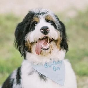 May include: A tri-color Bernedoodle dog with black, white, and brown fur wearing a light blue triangular bandana around its neck. The bandana features the embroidered text Birthday Boy in a cursive script. The dog has its mouth open and tongue out.