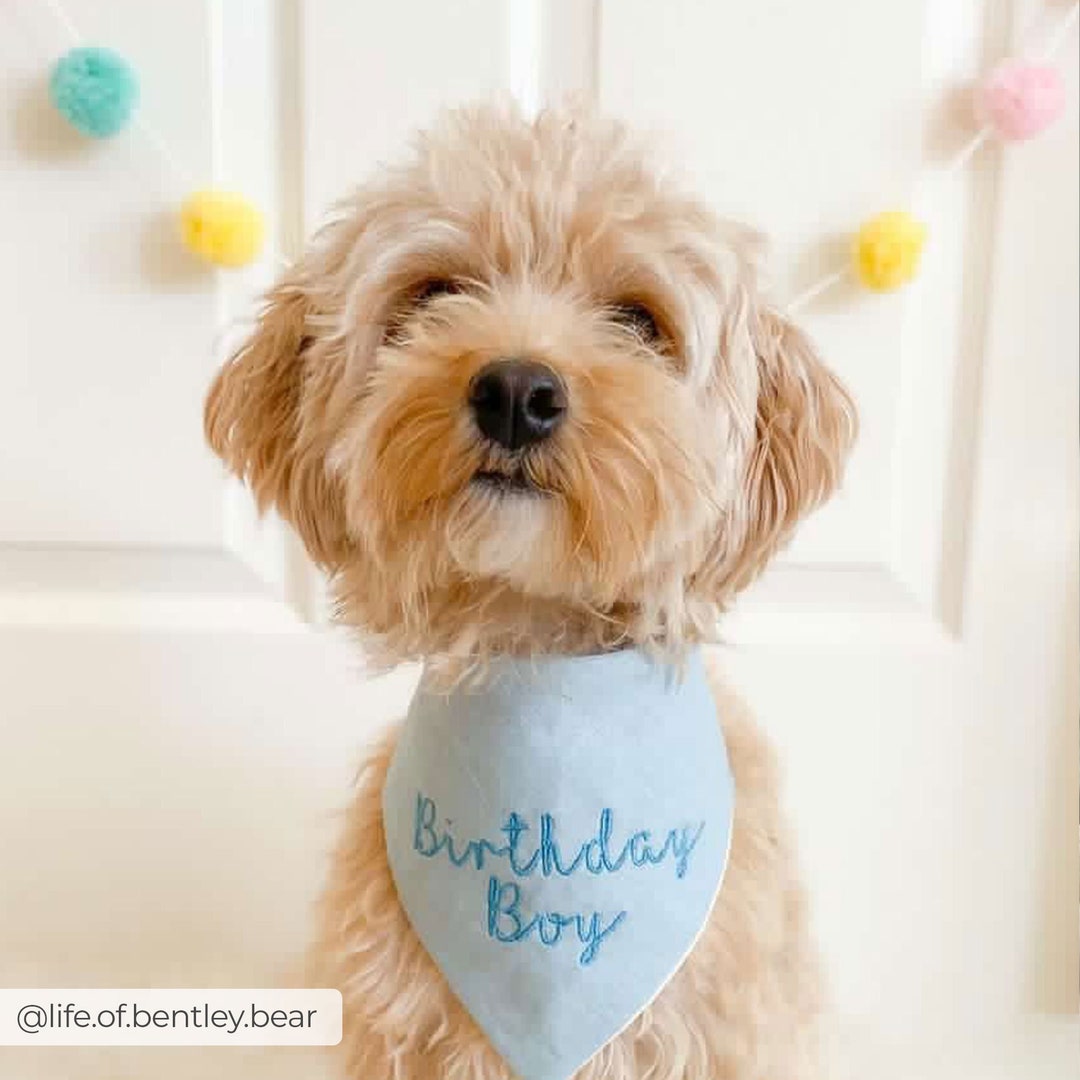 Birthday Boy Dog Bandana Male Custom Embroidered Bandanna Personalized Snap Cat Bandana Blue