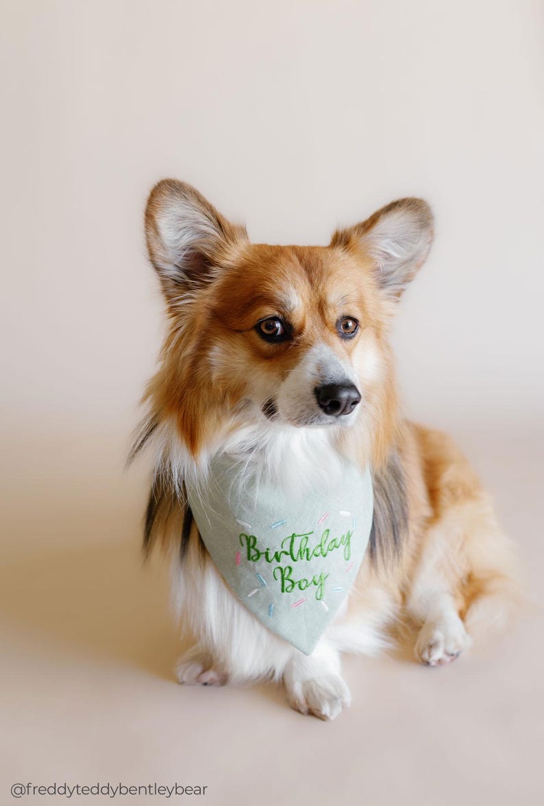 birthday bandana for dog