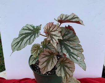 LOOKING GLASS BEGONIA 4”