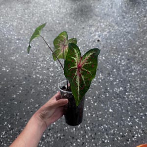 LIVE PLANT Wildfire Caladium #1