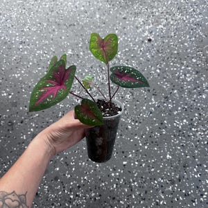 LIVE PLANT Party Punch Caladium #1