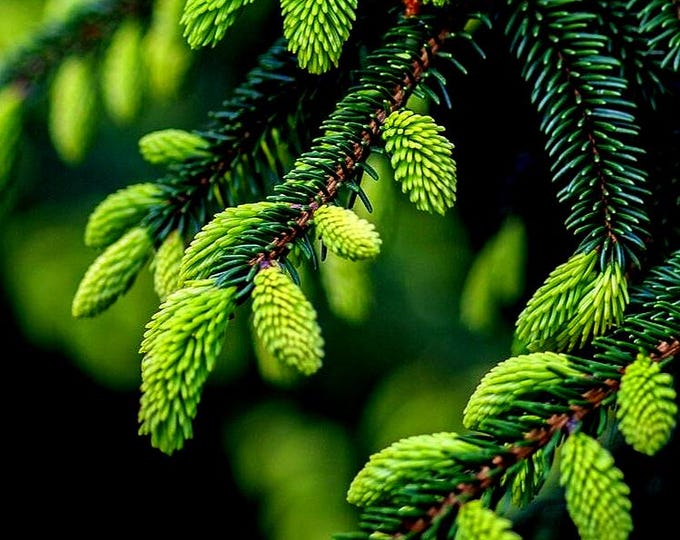ALL SPRUCED UP Natural Essencial Oil Perfume by Midnight Rose Formulas