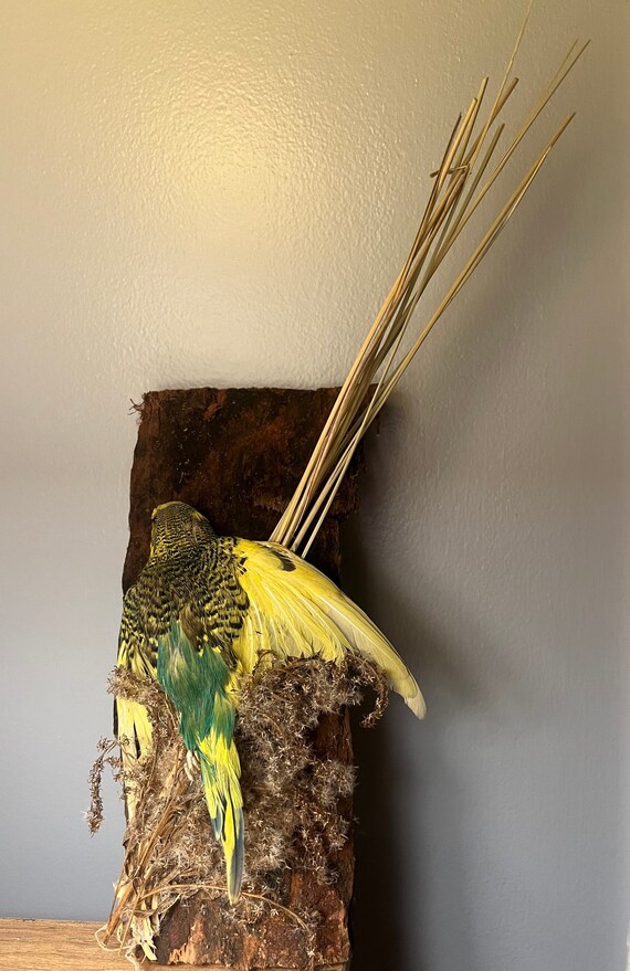 Parakeet Taxidermy Mount Etsy
