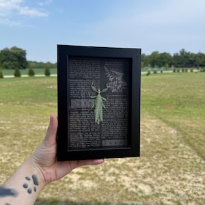May include: A rectangular black frame containing a piece of dark paper with printed text and a botanical illustration of mushrooms. Centered on the paper is a light green insect-like figure crafted from dried leaves, featuring thin legs and wings.
