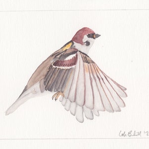 Sparrow Watercolor Painting