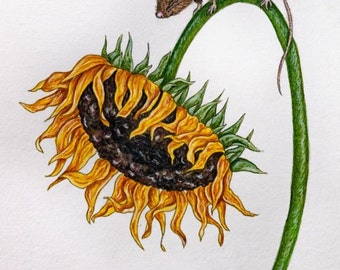 A Clamber to Sunshine ~ Whimsical mouse on sunflower | Illustration | Watercolor & Colored Pencil Art Print