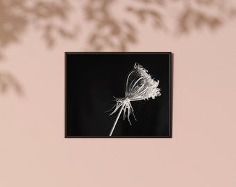 Puede incluir: Una fotografía en blanco y negro de una flor seca con pétalos delicados y plumosos sobre un fondo negro.