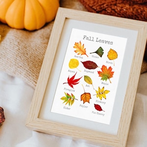 May include: A framed print titled "Fall Leaves" displays watercolor illustrations of various autumn leaves, including Red Oak, Maple, and Birch. The print is in a light wooden frame, with a pumpkin and fall foliage in the background.