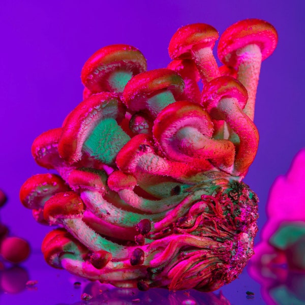 Rave Mycology Fungi - Etsy