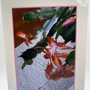 WENSKAART: cactus, plant, roze, koraalrood voor verjaardag, jubileum, dankjewel, ik denk aan je