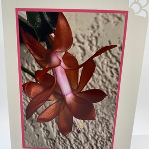 WENSKAART: cactus, plant, roze, koraal, rood voor verjaardag, jubileum, bedankt, denken aan jou, tuinman