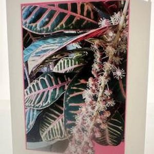 Cartão de felicitações: Planta croton tropical brilhante, colorida, folhas amarelas, verdes e rosa para aniversário, aniversário, obrigado, pensando em você