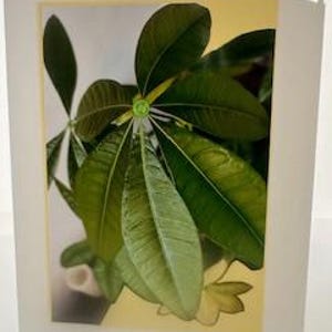 Tarjeta de felicitación: Amarillo, Hojas verdes, Planta del dinero, Flor para cumpleaños, Aniversario, Gracias, Pensando en ti, Esperanza, Buena suerte